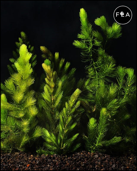 BUY 2 GET 1 FREE Hornwort-Coontail (Ceratophyllum Demersum)