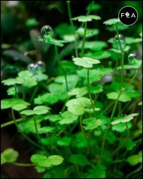 BUY 2 GET 1 FREE Hydrocotyle Tripartita sp. Japan