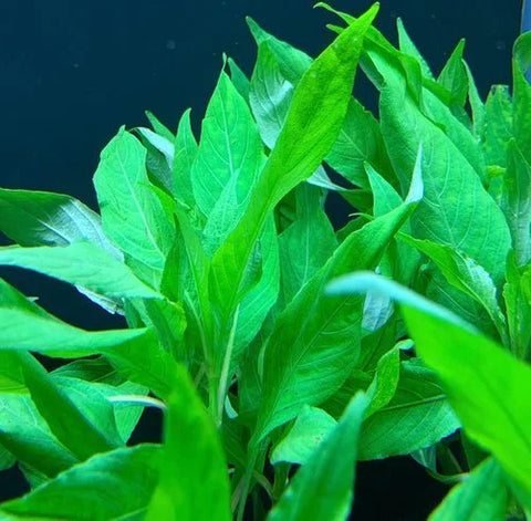 BUY 2 GET 1 FREE Hygrophila Angustifolia  (Hygro Willow)