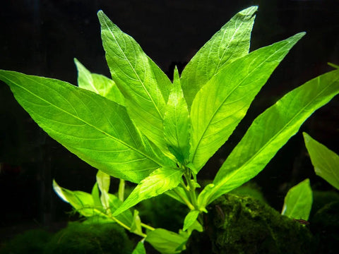 BUY 2 GET 1 FREE Hygrophila Angustifolia  (Hygro Willow)