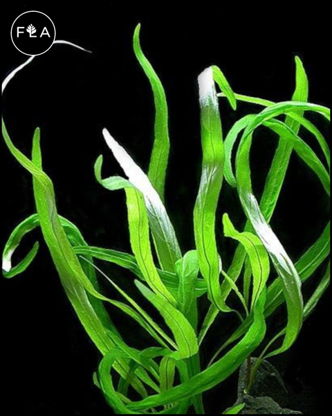 BUY 2 GET 1 FREE Hygrophila Angustifolia  (Hygro willow)