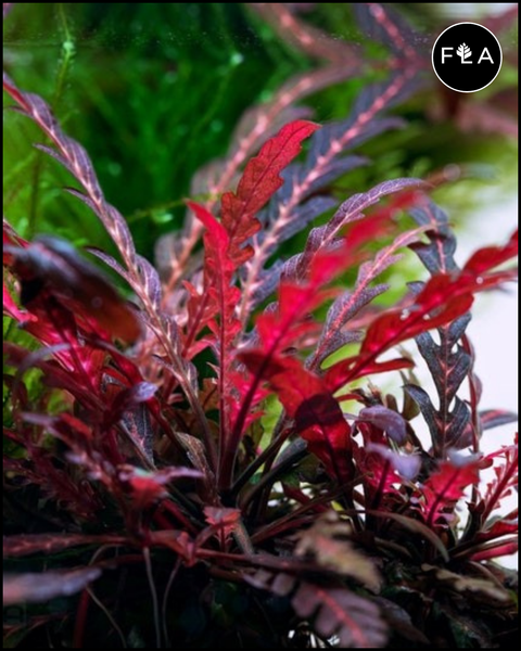 BUY 2 GET 1 FREE Hygrophila pinnatifida