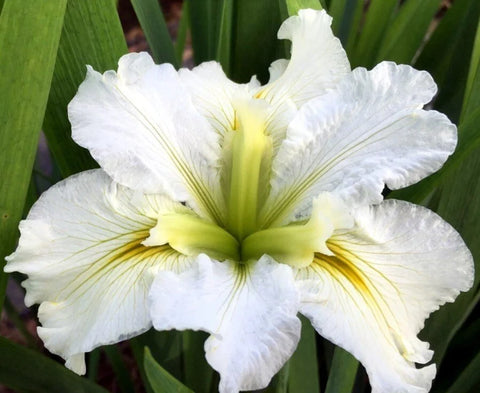 BUY 2 GET 1 FREE Iris Black Gamecock, Iris Ann Chowning, Iris Acadian Miss ( Pond Plant Pack 6 ) - Easy Live Aquarium Pond Aquatic Plant