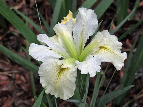 BUY 2 GET 1 FREE Iris Black Gamecock, Iris Ann Chowning, Iris Acadian Miss ( Pond Plant Pack 6 ) - Easy Live Aquarium Pond Aquatic Plant