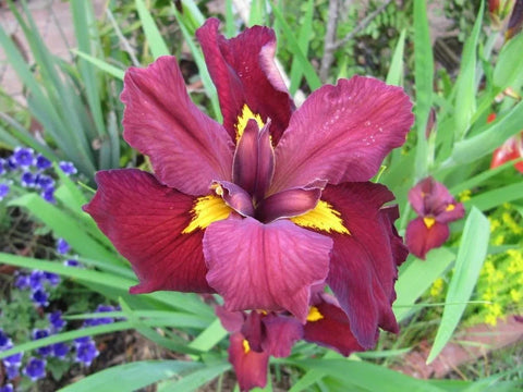 BUY 2 GET 1 FREE Iris Black Gamecock, Iris Ann Chowning, Iris Acadian Miss ( Pond Plant Pack 6 ) - Easy Live Aquarium Pond Aquatic Plant