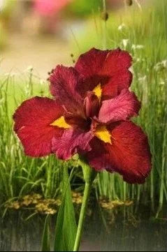 BUY 2 GET 1 FREE Iris Black Gamecock, Iris Ann Chowning, Iris Acadian Miss ( Pond Plant Pack 6 ) - Easy Live Aquarium Pond Aquatic Plant