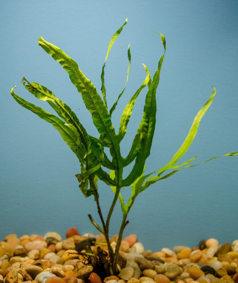 BUY 2 GET 1 FREE Java Fern "Trident" (Microsorium pteropus) -Easy Live Aquarium Pond Aquatic Plant