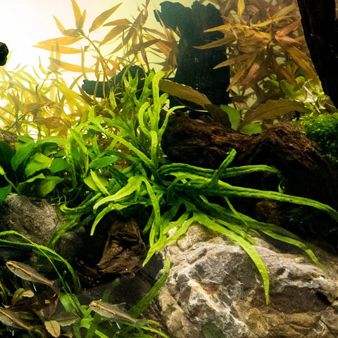 BUY 2 GET 1 FREE Java Fern "Trident" (Microsorium pteropus) -Easy Live Aquarium Pond Aquatic Plant
