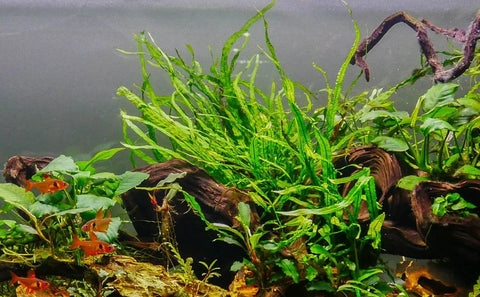 BUY 2 GET 1 FREE Java Fern 'Narrow Leaf' (Microsorum Pteropus "Narrow")-Easy Live Aquarium Pond Aquatic Plant
