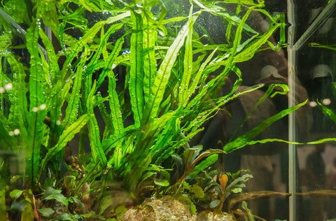 BUY 2 GET 1 FREE Java Fern 'Narrow Leaf' (Microsorum Pteropus "Narrow")-Easy Live Aquarium Pond Aquatic Plant