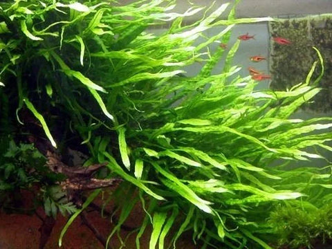 BUY 2 GET 1 FREE Java Fern 'Narrow Leaf' (Microsorum Pteropus "Narrow")-Easy Live Aquarium Pond Aquatic Plant