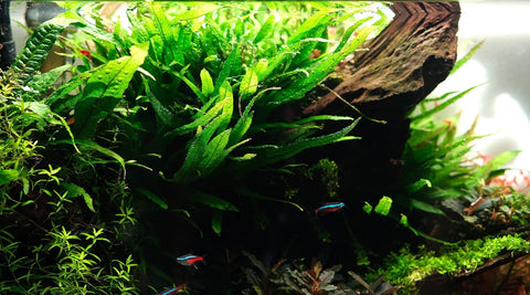 BUY 2 GET 1 FREE Java Fern 'Narrow Leaf' (Microsorum Pteropus "Narrow")-Easy Live Aquarium Pond Aquatic Plant