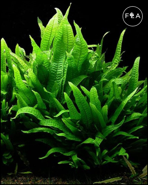 BUY 2 GET 1 FREE Java Fern (Microsorum pteropus)