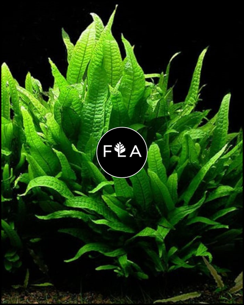 BUY 2 GET 1 FREE Java Fern (Microsorum pteropus)