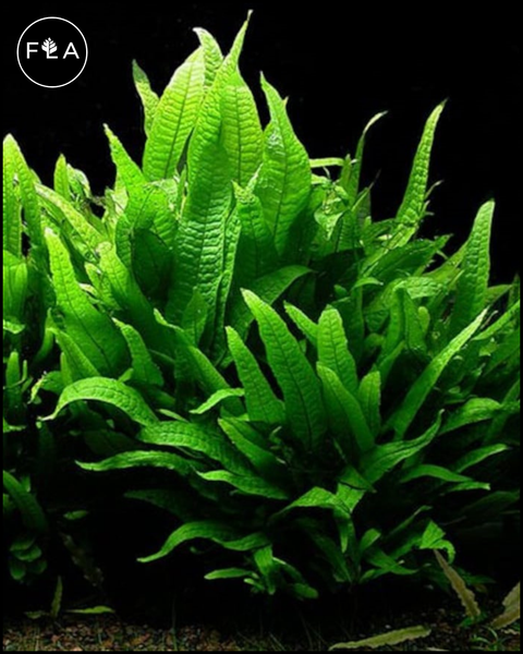 BUY 2 GET 1 FREE Java Fern (Microsorum pteropus)