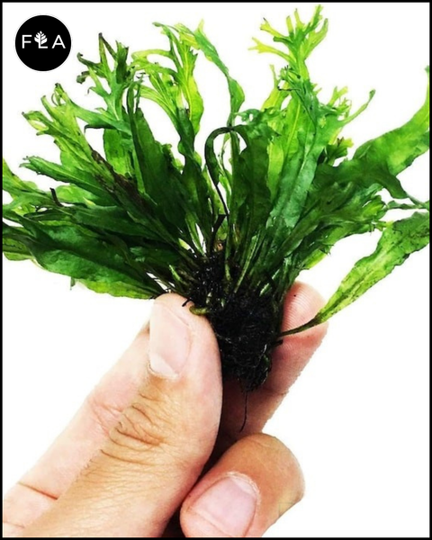 BUY 2 GET 1 FREE Java Fern "Windelov" (Lacy Java Fern)