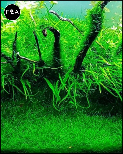 BUY 2 GET 1 FREE Java Moss (Vesicularia dubyana) – Florida Aquascaping