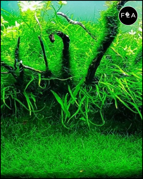 BUY 2 GET 1 FREE Java Moss (Vesicularia Dubyana)