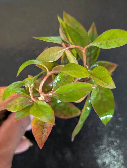 BUY 2 GET 1 FREE Joseph’s Coat (Alternanthera reineckii) -Easy Live Aquarium Pond Aquatic Plant
