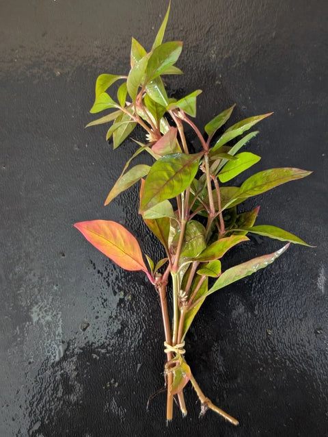 BUY 2 GET 1 FREE Joseph’s Coat (Alternanthera reineckii) -Easy Live Aquarium Pond Aquatic Plant