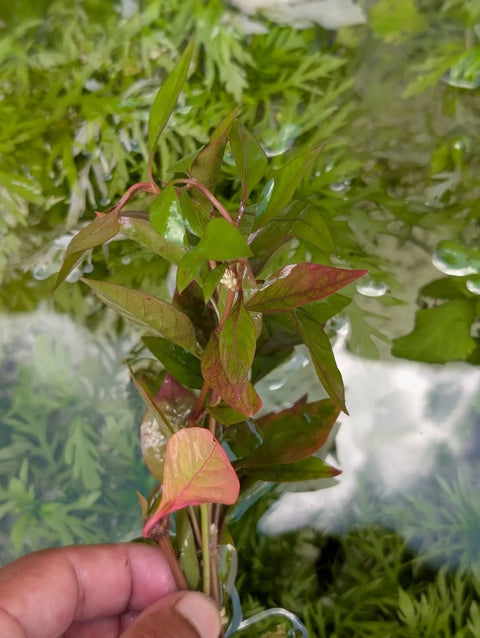 BUY 2 GET 1 FREE Joseph’s Coat (Alternanthera reineckii) -Easy Live Aquarium Pond Aquatic Plant
