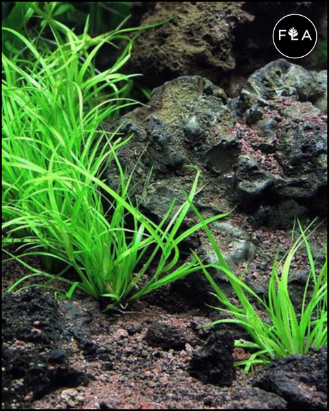 BUY 2 GET 1 FREE Juncus Repens