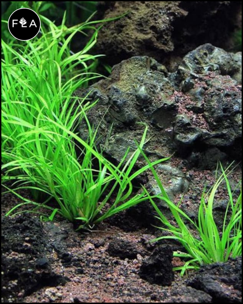 BUY 2 GET 1 FREE Juncus Repens