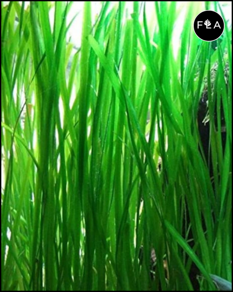 BUY 2 GET 1 FREE Jungle Val (Vallisneria Americana)