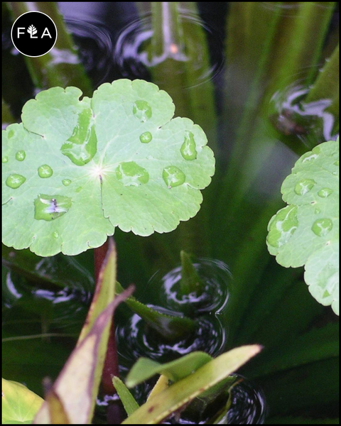 Large Floating Pennywort (Hydrocotyle ranunculoides)