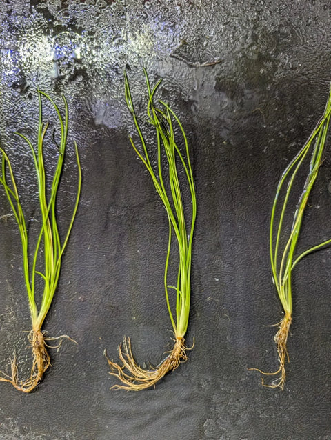 BUY 2 GET 1 FREE Litorella Uniflora -Easy Live Aquarium Pond Aquatic Plant