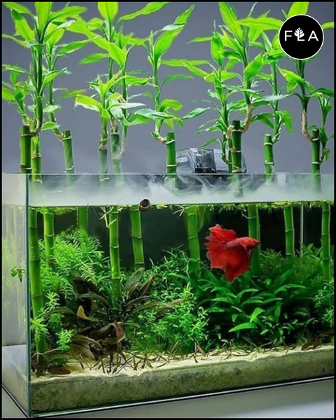 6 Inch Lucky Bamboo (Dracaena Sanderiana)-SQ3902184