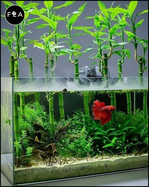lucky bamboo in pond 6 Inch Lucky Bamboo (Dracaena sanderiana) – Florida Aquascaping