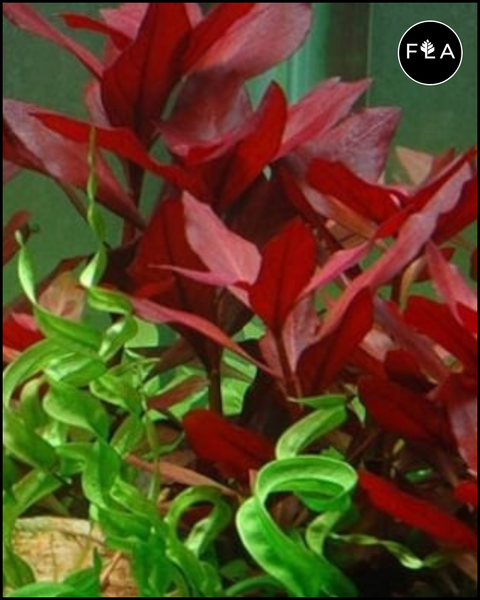 BUY 2 GET 1 FREE Ludwigia 'Dark Red'