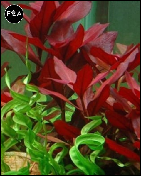 BUY 2 GET 1 FREE Ludwigia 'Dark red'