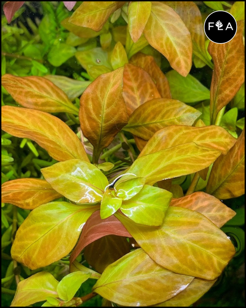 BUY 2 GET 1 FREE Ludwigia Ovalis