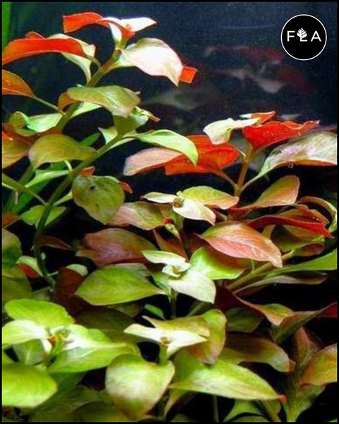 BUY 2 GET 1 FREE Ludwigia Repens