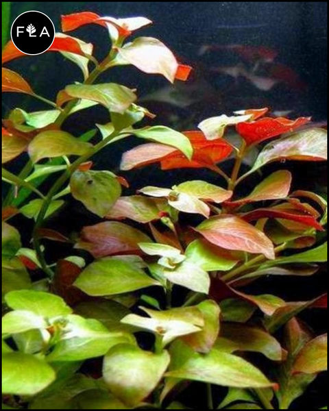 BUY 2 GET 1 FREE Ludwigia Repens