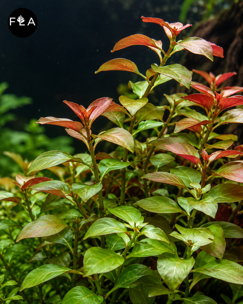 BUY 2 GET 1 FREE Ludwigia Repens