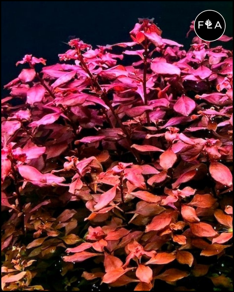 BUY 2 GET 1 FREE Ludwigia Super Red "Mini"