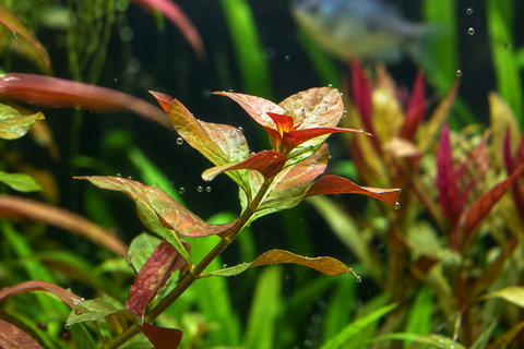 BUY 2 GET 1 FREE Ludwigia Repens