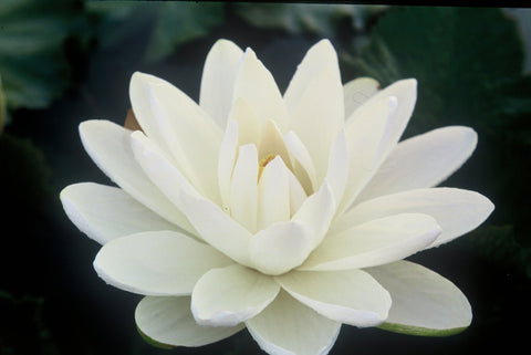 BUY 2 GET 1 FREE Nymphaea Red, Hardy White, Hardy Blue ( Tropical Lily Pack 2 ) - Easy Live Aquarium Pond Aquatic Plant