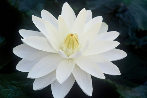 BUY 2 GET 1 FREE Nymphaea Red, Hardy White, Hardy Blue ( Tropical Lily Pack 2 ) - Easy Live Aquarium Pond Aquatic Plant