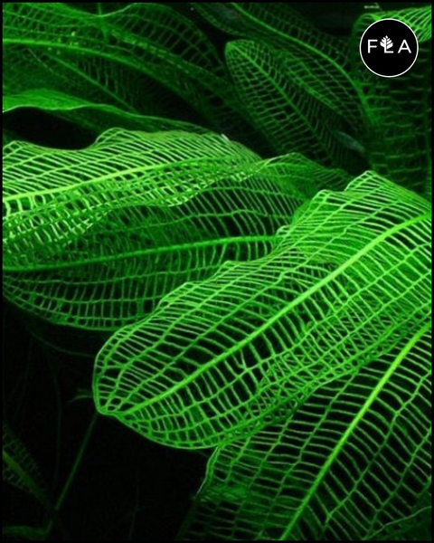 BUY 2 GET 1 FREE Madagascar Lace Plant! (Aponogeton madagascariensis)