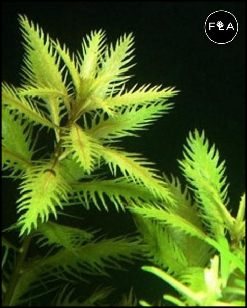 BUY 2 GET 1 FREE Mermaid Weed (Proserpinaca palustris)