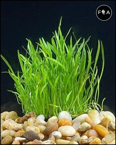 BUY 2 GET 1 FREE Micro Sword (Lilaeopsis Brasiliensis)
