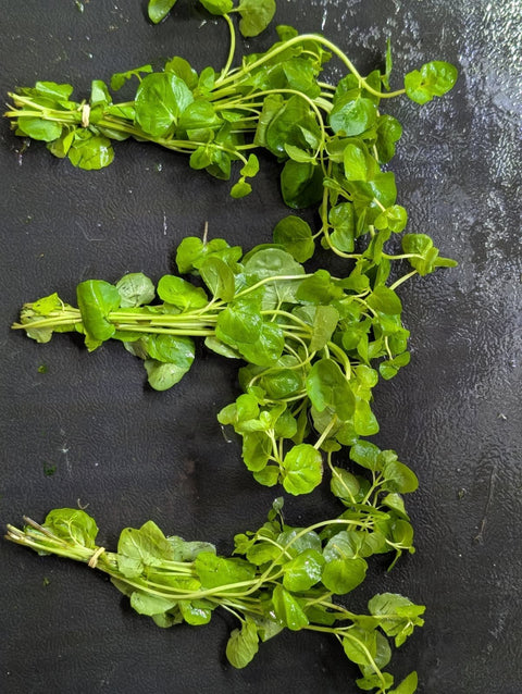 BUY 2 GET 1 FREE Mint Charlie -Easy Live Aquarium Pond Aquatic Plant