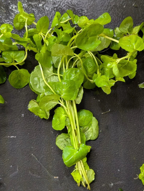 BUY 2 GET 1 FREE Mint Charlie -Easy Live Aquarium Pond Aquatic Plant