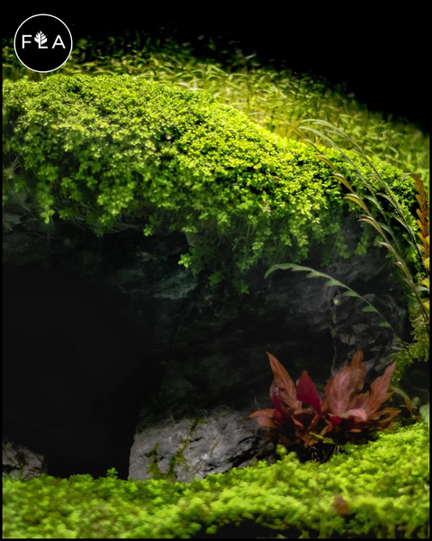 monte carlo aquarium plant seeds BUY 2 GET 1 FREE Monte Carlo (Micranthemum tweediei) – Florida Aquascaping