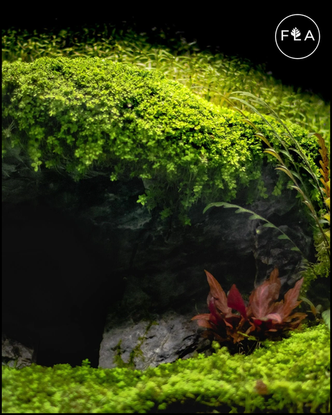 BUY 2 GET 1 FREE Monte Carlo (Micranthemum Tweediei)