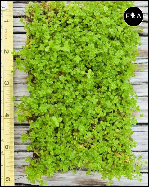 BUY 2 GET 1 FREE Plants on Mats! Monte Carlo (Micranthemum Tweediei) on Weighted Mat